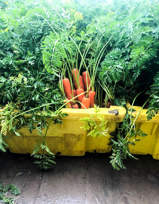 Fresh carrots from our local farm!